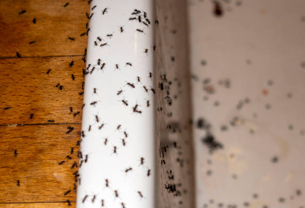 Professional Pest Control in Copiague, NY