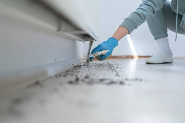 Best Pest Prevention Services  in Copiague, NY